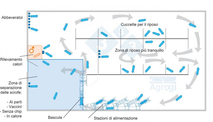 Gestazione in gruppo dinamico con controllo del peso